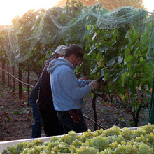 Chardonnay Harvest